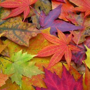 Meet your Posher, Carol